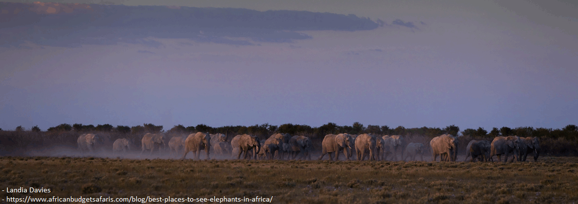 EtoshaNationalParkNamibia