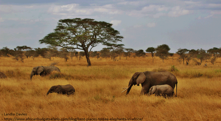 SerengetiNationalParkTanzania