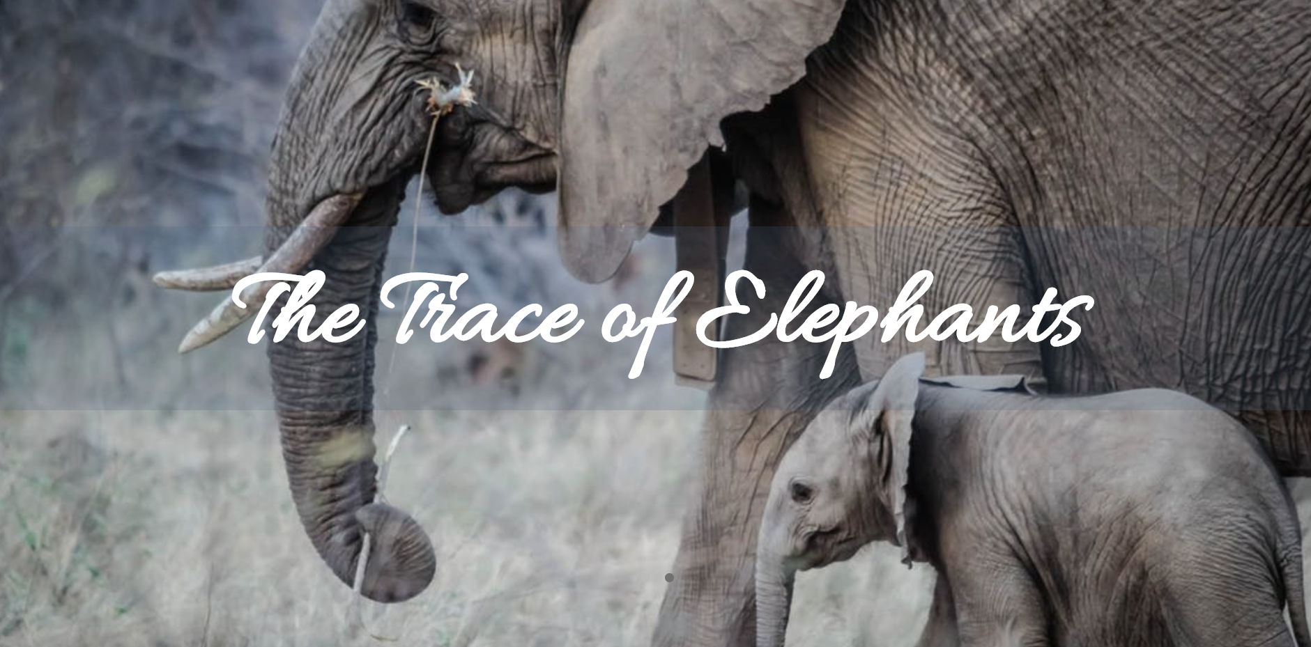 The Trace of Elephants